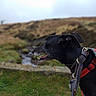 animal, black_dog, blurred_background, canine, collar, curious, daytime, dog, exploration, field, grass, harness, landscape, leash, muzzle, nature, outdoor, pet, side_profile, walking