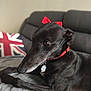animal, black_dog, blanket, bow, collar, couch, cozy, dog, ears, fur, home, indoor, pet, pillow, red_bow, resting, side_view, snout, tag, union_jack