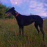 animal, black_dog, canine, collar, dog, evening, field, grass, landscape, leash, moon, nature, outdoor, pet, serene, sky, standing, sunset, tongue_out, twilight