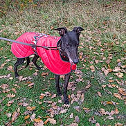 Sadie is registered to the contest to win money with this photo: dog, black_dog, red_jacket, leash, grass, leaves, autumn, outdoor, nature, tree, canine, pet, walk, forest, seasonal, fall, animal, park, quilted_jacket, cute