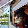Sadie is registered to the contest to win money with this photo: animal, black_dog, camper, collar, curtains, dog, greenery, happy, lake, outdoor, pet, reflection, rv, sky, tongue_out, travel, trees, vacation, water, window