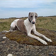 Jack is registered to the contest to win money with this photo: dog, greyhound, animal, outdoor, grass, field, sky, moss, resting, nature, canine, leash, collar, pet, landscape, quiet, calm, brown, white, relaxed