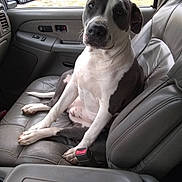 Addy joined the competition — help win amazing prizes! dog, car_interior, leather_seat, pet, animal, sitting, looking_at_camera, seatbelt_buckle, window, side_mirror, daylight, white_and_gray_dog, canine, domestic_animal, companion, portrait, vehicle, front_seat, relaxed, indoors