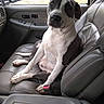 dog, car_interior, leather_seat, pet, animal, sitting, looking_at_camera, seatbelt_buckle, window, side_mirror, daylight, white_and_gray_dog, canine, domestic_animal, companion, portrait, vehicle, front_seat, relaxed, indoors