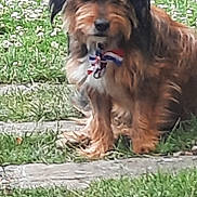 Titi participe au concours pour gagner de l'argent avec cette photo : animal, black, bow_tie, brown, collar, curious, cute, daylight, dog, flowers, fur, garden, grass, greenery, nature, outdoor, path, pet, scruffy, sitting