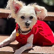 Lulu is registered to the contest to win money with this photo: animal, bench, canine, closeup, cute, daylight, dog, ears, fur, looking_at_camera, mammal, outdoor, pet, pet_clothing, portrait, red_dress, resting, small_dog, sunlight, white_dog