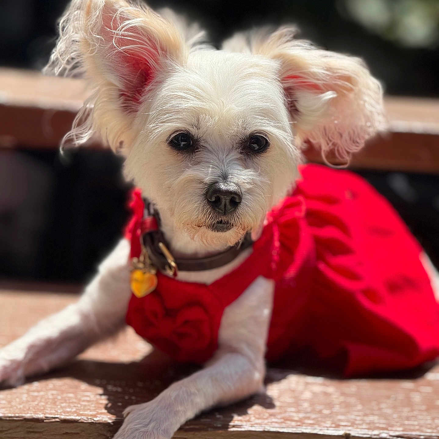 Lulu is registered to the contest to win money with this photo: animal, bench, canine, closeup, cute, daylight, dog, ears, fur, looking_at_camera, mammal, outdoor, pet, pet_clothing, portrait, red_dress, resting, small_dog, sunlight, white_dog