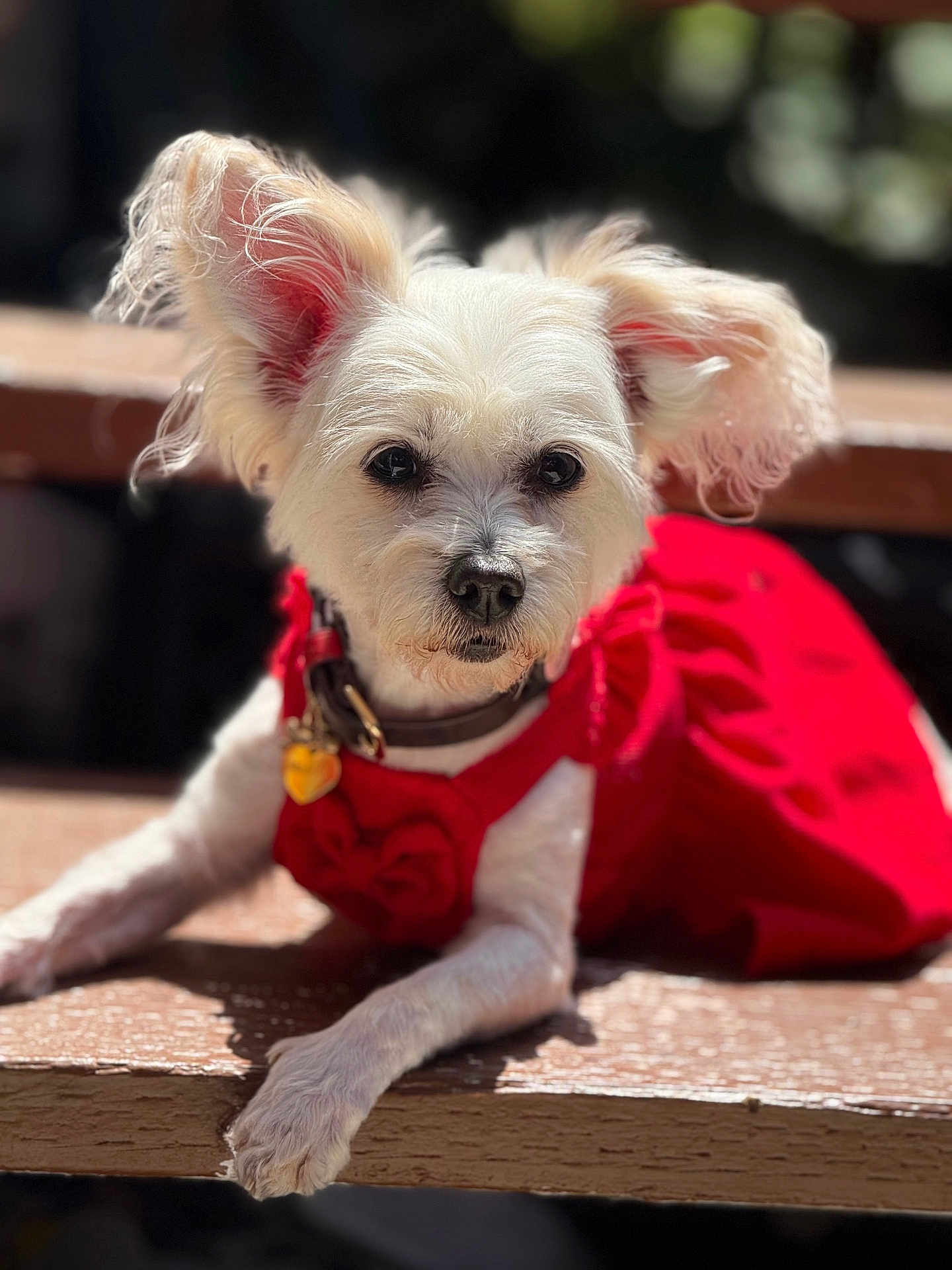 Lulu