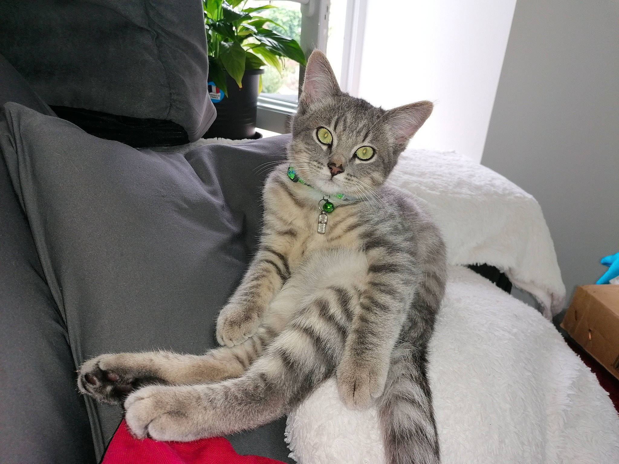 Maxou participe au concours pour gagner de l'argent avec cette photo : bed, carnivore, cat, cat_supply, claw, comfort, couch, domestic_short_haired_cat, felidae, fur, houseplant, linens, paw, plant, sitting, small_to_medium_sized_cats, snout, tail, terrestrial_animal, whiskers