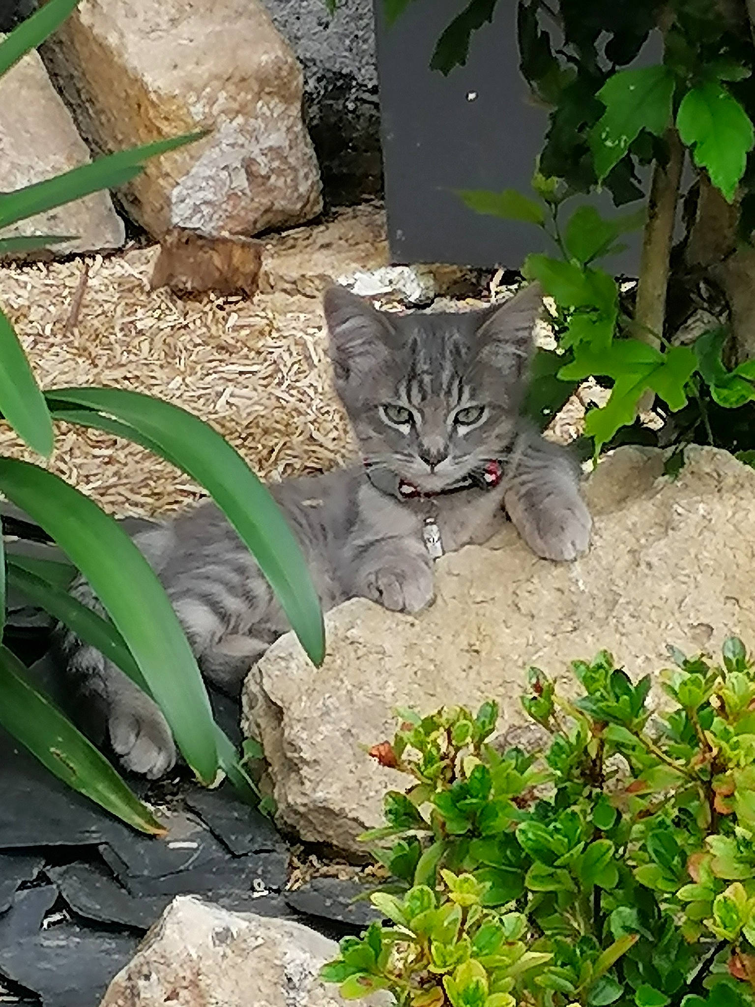 Maxou participe au concours pour gagner de l'argent avec cette photo : adaptation, botany, carnivore, cat, fawn, felidae, grass, green, groundcover, herbaceous_plant, leaf, organism, plant, small_to_medium_sized_cats, snout, soil, tail, terrestrial_animal, terrestrial_plant, whiskers