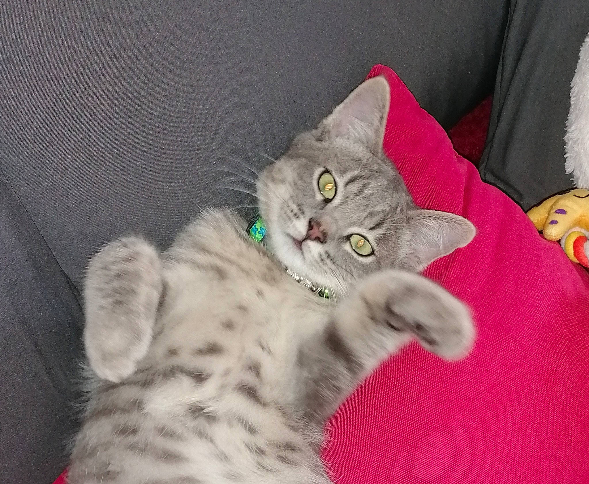 Maxou participe au concours pour gagner de l'argent avec cette photo : carnivore, cat, cat_toy, claw, domestic_short_haired_cat, fawn, felidae, fur, grey, paw, photo_caption, small_to_medium_sized_cats, snout, tail, whiskers, wildlife