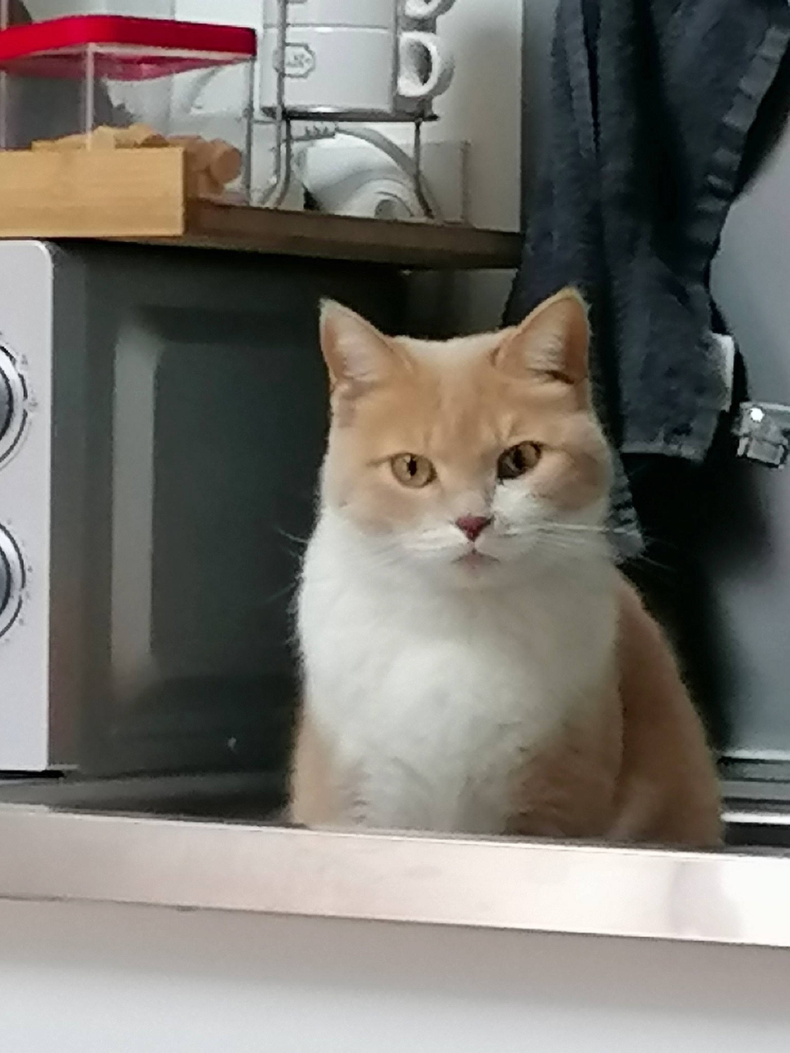 Pepette a rejoint le concours — aidez-le/la à gagner de superbes lots ! box, cabinetry, carnivore, cat, domestic_short_haired_cat, felidae, fur, home_appliance, kitchen_appliance, refrigerator, shelf, shelving, small_to_medium_sized_cats, snout, tail, watch, whiskers, white, window, wood