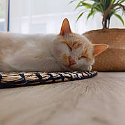Smarties participe au concours pour gagner de l'argent avec cette photo : cat, sleeping, indoor, floor, woven_mat, plant, potted_plant, blurred_background, close_up, cozy, relaxed, pet, feline, cream_color, orange_color, wooden_floor, natural_light, quiet, resting, domestic_animal