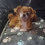 Cannelle participe au concours pour gagner de l'argent avec cette photo : dog, pets, blanket, paw_print, couch, leather, brown_dog, small_dog, resting, cute, animal, domestic_animal, companion, two_dogs, indoor, cozy, fur, relaxing, expression, friendly