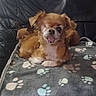 dog, pets, blanket, paw_print, couch, leather, brown_dog, small_dog, resting, cute, animal, domestic_animal, companion, two_dogs, indoor, cozy, fur, relaxing, expression, friendly