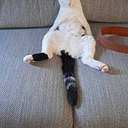 Youki a rejoint le concours — aidez-le/la à gagner de superbes lots ! cat, black_and_white, sitting, relaxed, couch, gray_couch, indoor, pet, tail, sleeping, feline, fur, paw, home, floor, sock, resting, animal, cute, comfy