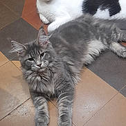 Ariel participe au concours pour gagner de l'argent avec cette photo : animal, black_patches, cat, companion, cute, domestic_animal, ears, feline, floor_tiles, fluffy, fur, geometric_pattern, gray_cat, indoor, lying_down, pets, relaxing, resting, whiskers, white_cat