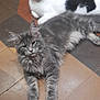 cat, gray_cat, white_cat, black_patches, fluffy_fur, lying_down, indoor, tiled_floor, geometric_pattern, relaxed, curious, pet, animal, feline, domestic_cat, floor_tiles, resting, two_cats, close_together, companion