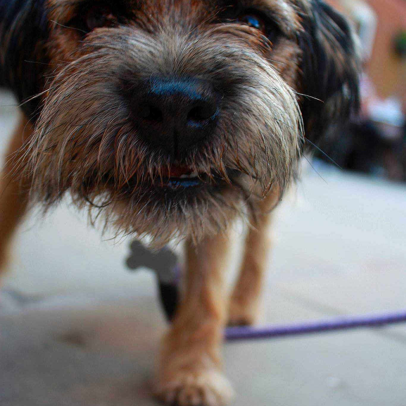Rufus
