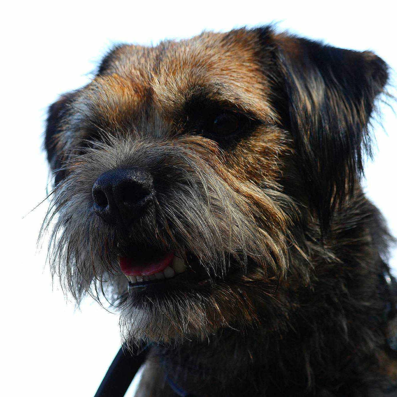 Rufus is registered to the contest to win money with this photo: