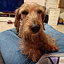 Irocky participe au concours pour gagner de l'argent avec cette photo : airedale, animal, architecture, building, canine, computerhardware, couch, dog, electronics, furniture, hardware, indoors, livingroom, monitor, person, pet, room, screen, terrier, tv