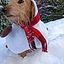 Irocky participe au concours pour gagner de l'argent avec cette photo : accessories, airedale, animal, blizzard, canine, clothing, dog, hat, hound, nature, outdoors, pet, puppy, scarf, snow, snowman, storm, strap, terrier, winter