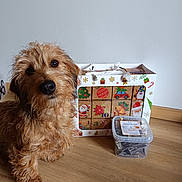 Azura participe au concours pour gagner de l'argent avec cette photo : dog, pet, indoor, wooden_floor, box, container, treats, christmas, festive, holiday, cute, scruffy, brown_fur, curious, animal, canine, floor, wall, portrait, looking