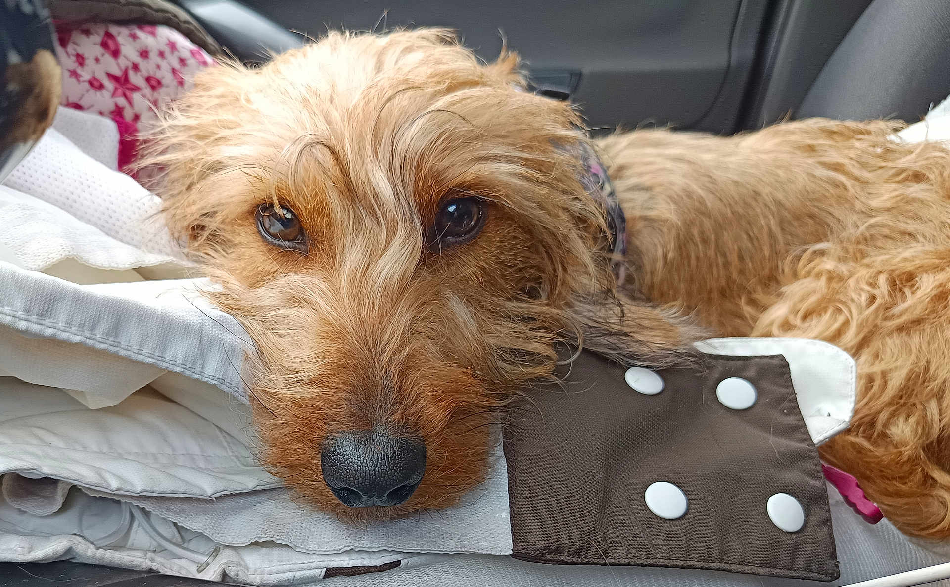 Azura participe au concours pour gagner de l'argent avec cette photo : dog, close_up, resting, car_interior, brown_fur, scruffy, pet, nose, eyes, clothing, fabric, seat, collar, relaxed, cute, animal, furry, domestic, companion, cozy