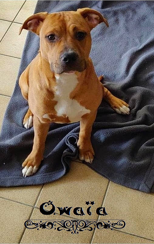Owaïa a rejoint le concours — aidez-le/la à gagner de superbes lots ! american_pit_bull_terrier, american_staffordshire_terrier, canidae, carnivore, companion_dog, dog, dog_breed, fawn, mammal, molosser, non_sporting_group, pit_bull, rare_breed_dog, snout, staffordshire_bull_terrier, terrier, vertebrate
