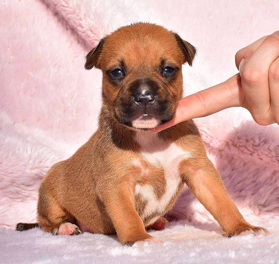 Owaïa participe au concours pour gagner de l'argent avec cette photo : boxer, canidae, carnivore, companion_dog, dog, dog_breed, fawn, mammal, non_sporting_group, perro_de_presa_mallorquin, puppy, puppy_love, rare_breed_dog, snout, staffordshire_bull_terrier, vertebrate