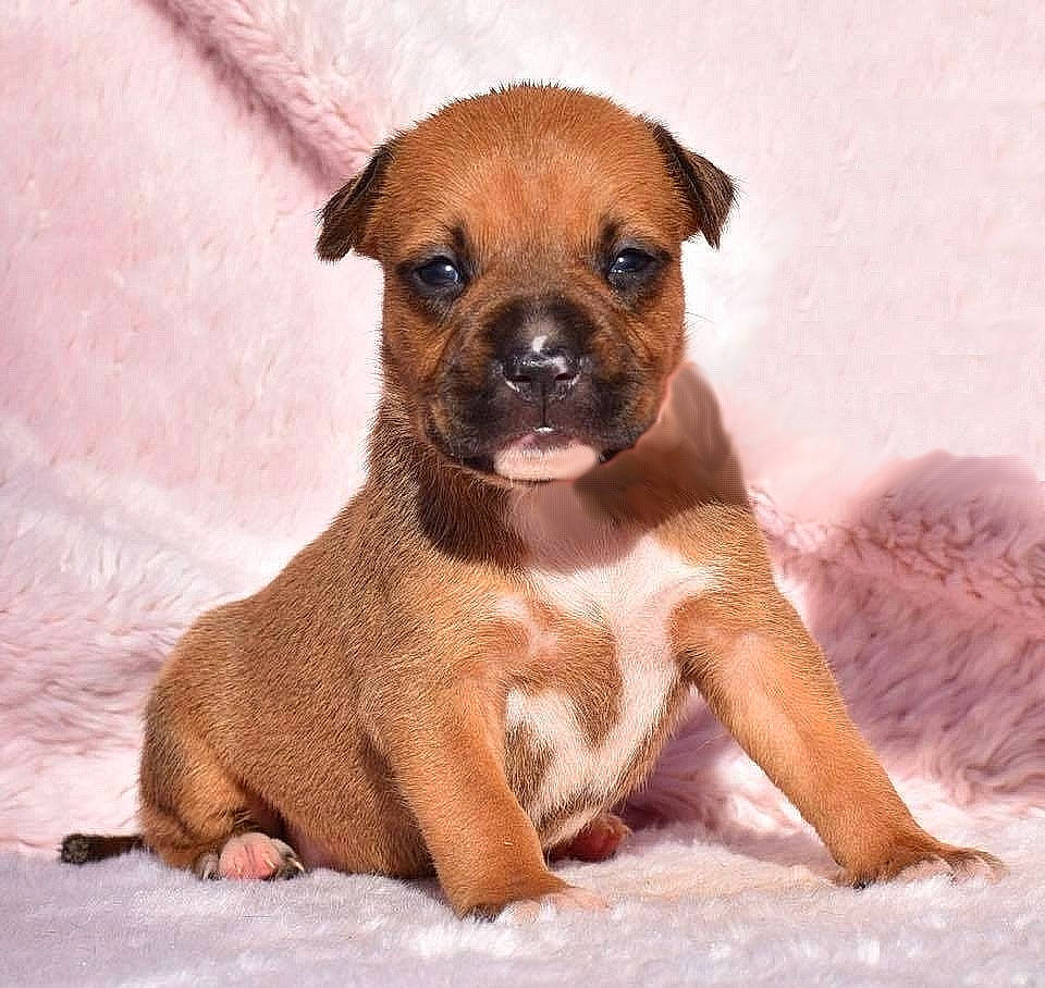 Owaïa participe au concours pour gagner de l'argent avec cette photo : boxer, canidae, carnivore, companion_dog, dog, dog_breed, fawn, mammal, non_sporting_group, puppy, puppy_love, rare_breed_dog, snout, staffordshire_bull_terrier, vertebrate