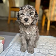 Olive joined the competition — help win amazing prizes! puppy, dog, indoor, floor, mat, gray, fluffy, cute, pet, animal, sitting, young, fur, domestic, cozy, chair, table, wooden, portrait, closeup