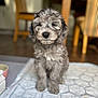 puppy, dog, indoor, floor, mat, gray, fluffy, cute, pet, animal, sitting, young, fur, domestic, cozy, chair, table, wooden, portrait, closeup