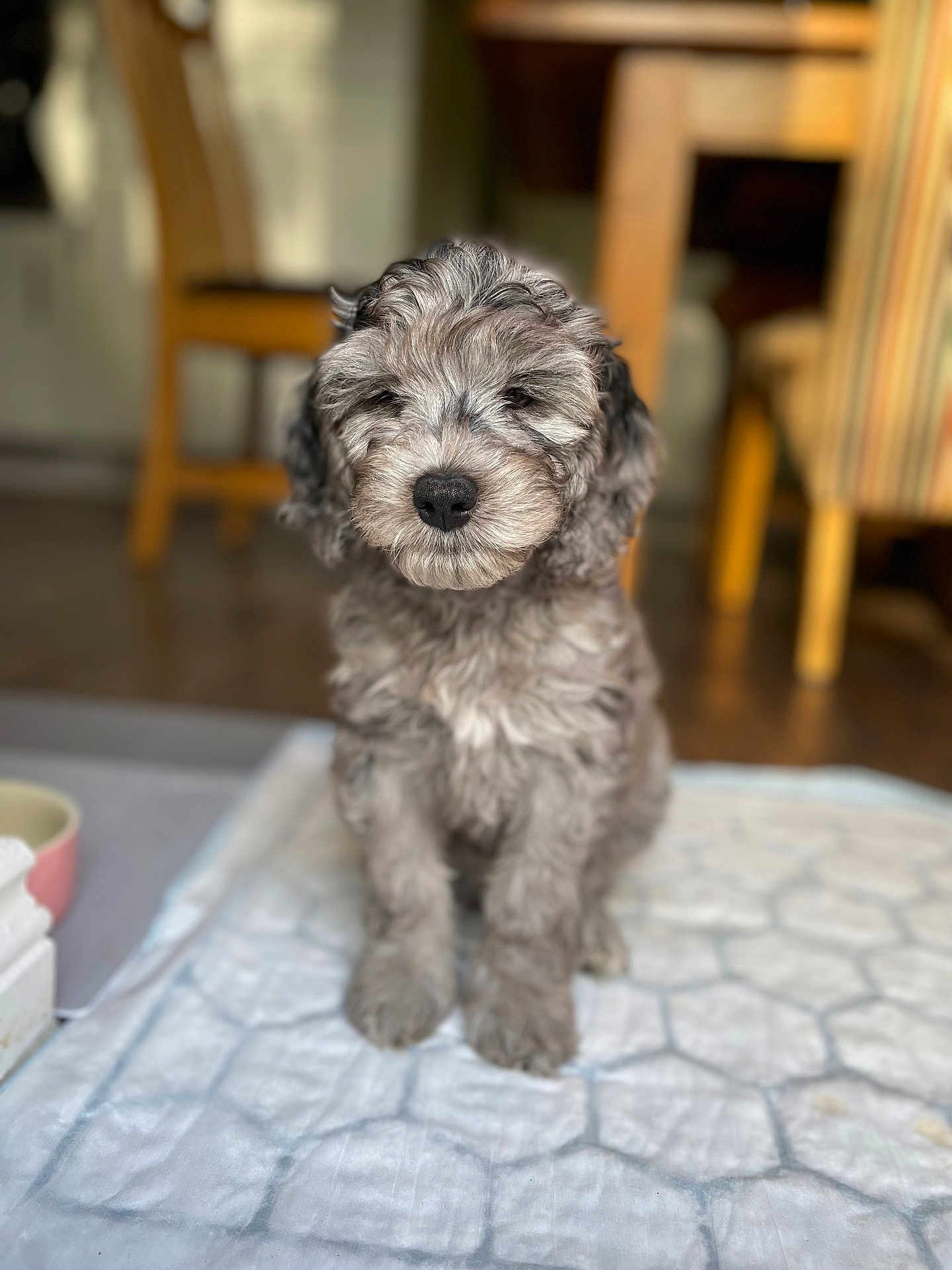 Olive joined the competition — help win amazing prizes! puppy, dog, indoor, floor, mat, gray, fluffy, cute, pet, animal, sitting, young, fur, domestic, cozy, chair, table, wooden, portrait, closeup