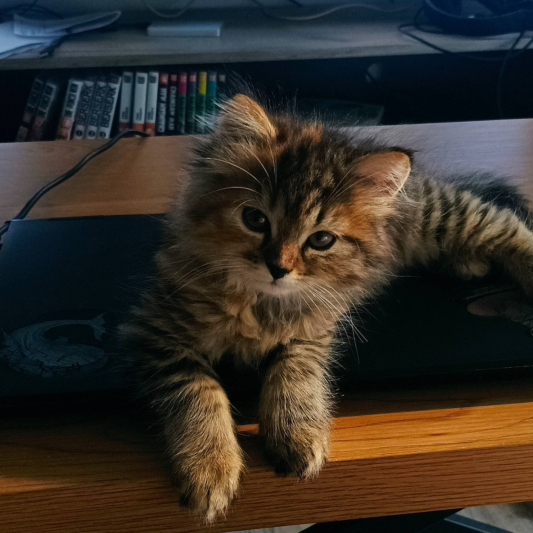 Umi a rejoint le concours — aidez-le/la à gagner de superbes lots ! british_longhair, carnivore, cat, claw, domestic_short_haired_cat, felidae, flooring, fur, hardwood, maine_coon, paw, publication, small_to_medium_sized_cats, snout, tail, terrestrial_animal, whiskers, window, wood