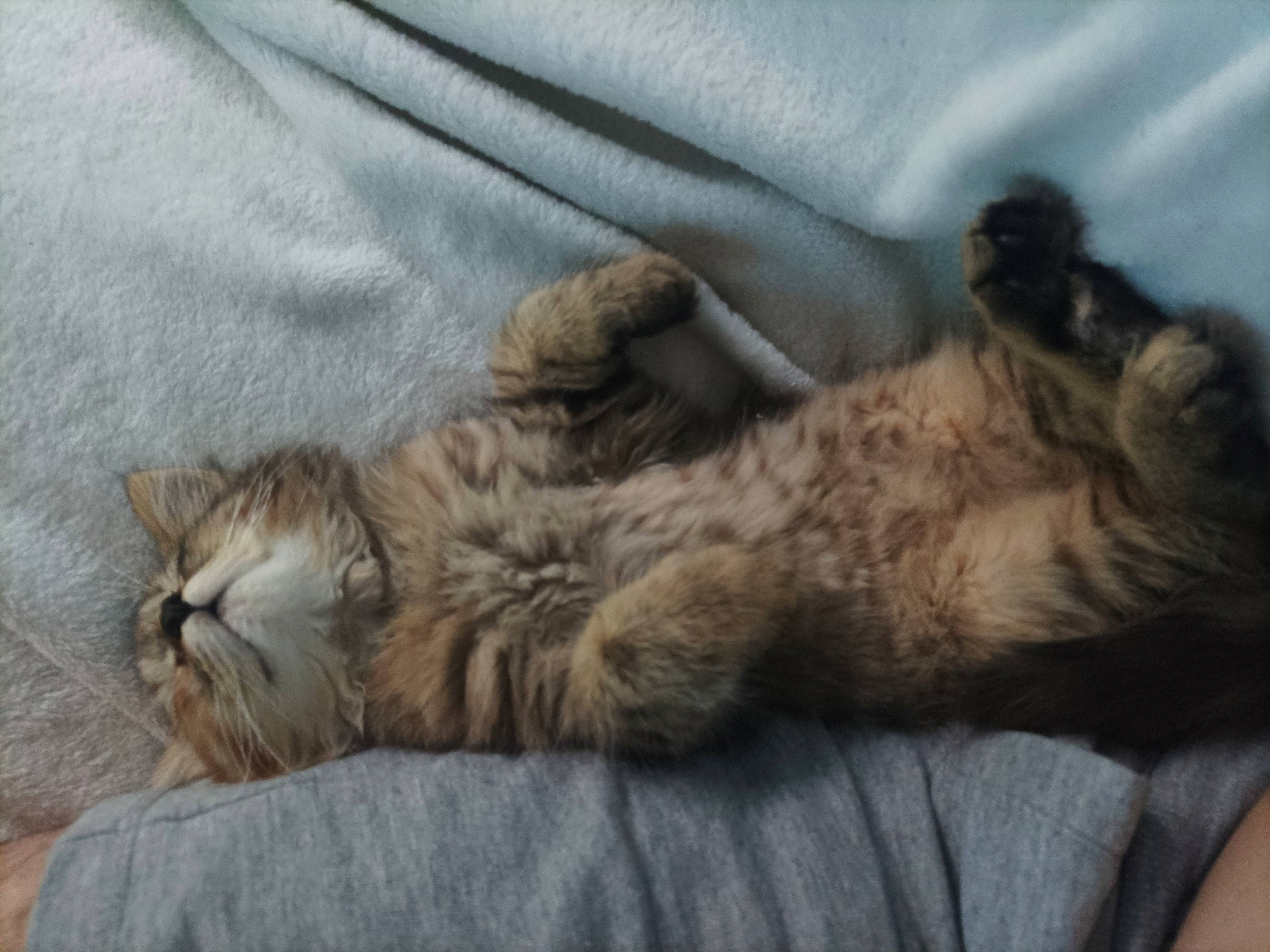 Umi participe au concours pour gagner de l'argent avec cette photo : carnivore, cat, claw, comfort, domestic_short_haired_cat, felidae, fur, grey, nap, paw, small_to_medium_sized_cats, tail, terrestrial_animal, whiskers