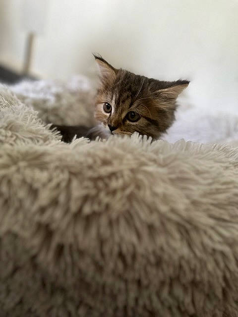 Umi a rejoint le concours — aidez-le/la à gagner de superbes lots ! carnivore, cat, claw, close_up, comfort, domestic_short_haired_cat, fawn, felidae, fur, grey, natural_material, paw, small_to_medium_sized_cats, snout, tail, terrestrial_animal, whiskers, wildlife, wood