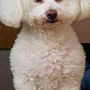 Dolly participe au concours pour gagner de l'argent avec cette photo : bichon, bichon_frise, bolognese, bolonka, canidae, carnivore, companion_dog, dog, dog_breed, havanese, maltepoo, maltese, mammal, miniature_poodle, non_sporting_group, nose, poodle_crossbreed, puppy, toy_poodle, vertebrate