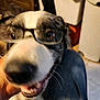 dog, glasses, close_up, indoor, pet, happy, smiling, canine, face, blurred, household, companion, friendly, teeth, animal, domestic, portrait, fur, whiskers, background