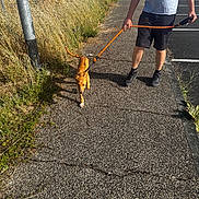 Flash a rejoint le concours — aidez-le/la à gagner de superbes lots ! person, dog, leash, sidewalk, grass, parking_lot, shadow, sunlight, casual_clothing, walking, outdoor, summer, shorts, tshirt, footwear, pavement, pole, nature, daytime, animal