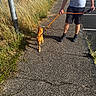 person, dog, leash, sidewalk, grass, parking_lot, shadow, sunlight, casual_clothing, walking, outdoor, summer, shorts, tshirt, footwear, pavement, pole, nature, daytime, animal
