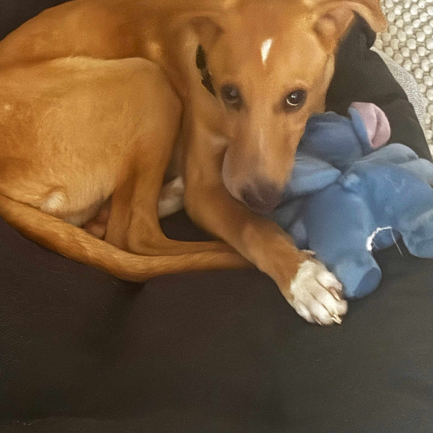 Flash a rejoint le concours — aidez-le/la à gagner de superbes lots ! dog, brown_dog, stuffed_toy, elephant_toy, pet_bed, cushion, carpet, indoor, animal, pet, canine, resting, cozy, cute, companion, fur, paw, lying_down, looking, home