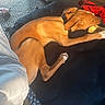 Flash a rejoint le concours — aidez-le/la à gagner de superbes lots ! dog, brown_dog, cushion, carpet, toy, indoor, pet, relaxed, lying_down, collar, light, shadow, cozy, snack, fur, paw, resting, home, comfort, sunlight