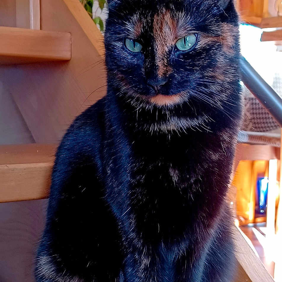 Chipie participe au concours pour gagner de l'argent avec cette photo : animal, architecture, blackcat, building, cat, deck, handrail, hardwood, house, housing, kitten, manx, pet, plant, plywood, porch, pottedplant, railing, staircase, wood