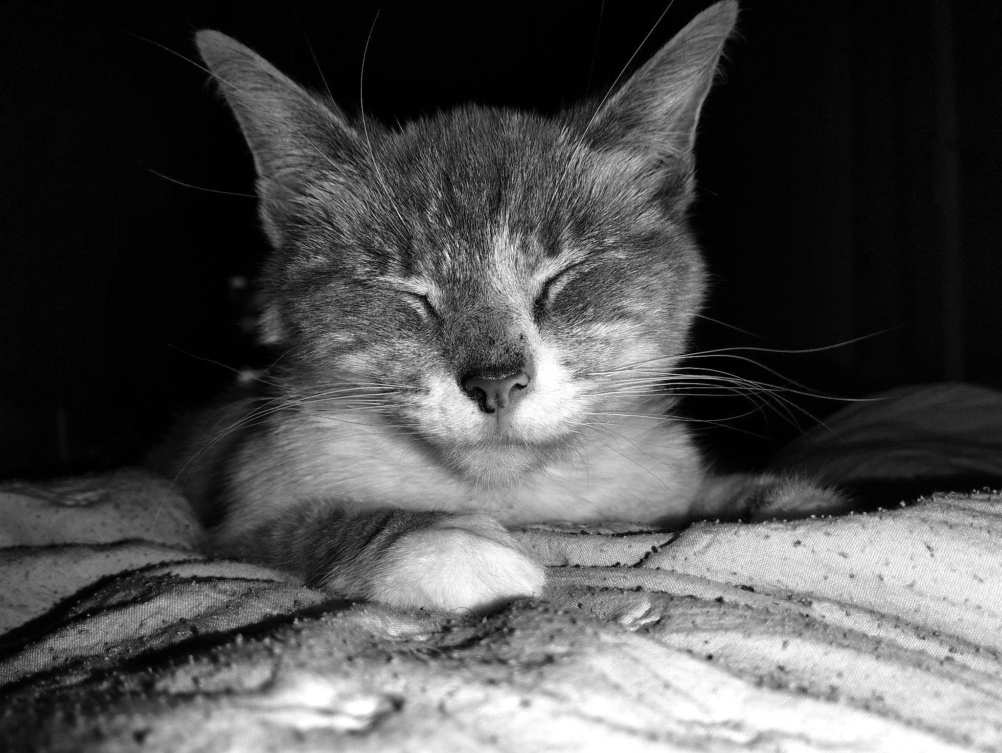 Chamala a rejoint le concours — aidez-le/la à gagner de superbes lots ! black_and_white, carnivore, cat, claw, comfort, domestic_short_haired_cat, felidae, fur, grey, head, human_leg, monochrome, monochrome_photography, paw, small_to_medium_sized_cats, snout, style, tail, whiskers, wildlife