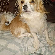 Cotton is registered to the contest to win money with this photo: dog, small_dog, fluffy_fur, white_fur, brown_fur, pet, indoor, blanket, pillow, bed, curious, sitting, side_view, animal, canine, companion, domestic, cute, fur, resting