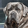 Uchacq participe au concours pour gagner de l'argent avec cette photo : dog, close_up, portrait, brindle_coat, canine, animal, pet, outdoor, ears, face, fur, muzzle, expression, looking_at_camera, large_dog, brown_eyes, wrinkles, nose, whiskers, calm