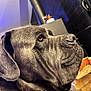 Uchacq participe au concours pour gagner de l'argent avec cette photo : dog, gray, pet, closeup, indoor, animal, face, ears, snout, fur, household, stove, background, thoughtful, portrait, mammal, domestic, companion, resting, cozy