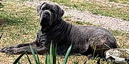 Uchacq participe au concours pour gagner de l'argent avec cette photo : dog, canine, brindle, outdoor, grass, plant, greenery, laying_down, pet, animal, nature, stone_planter, garden, calm, attentive, large_dog, mammal, fur, daylight, portrait