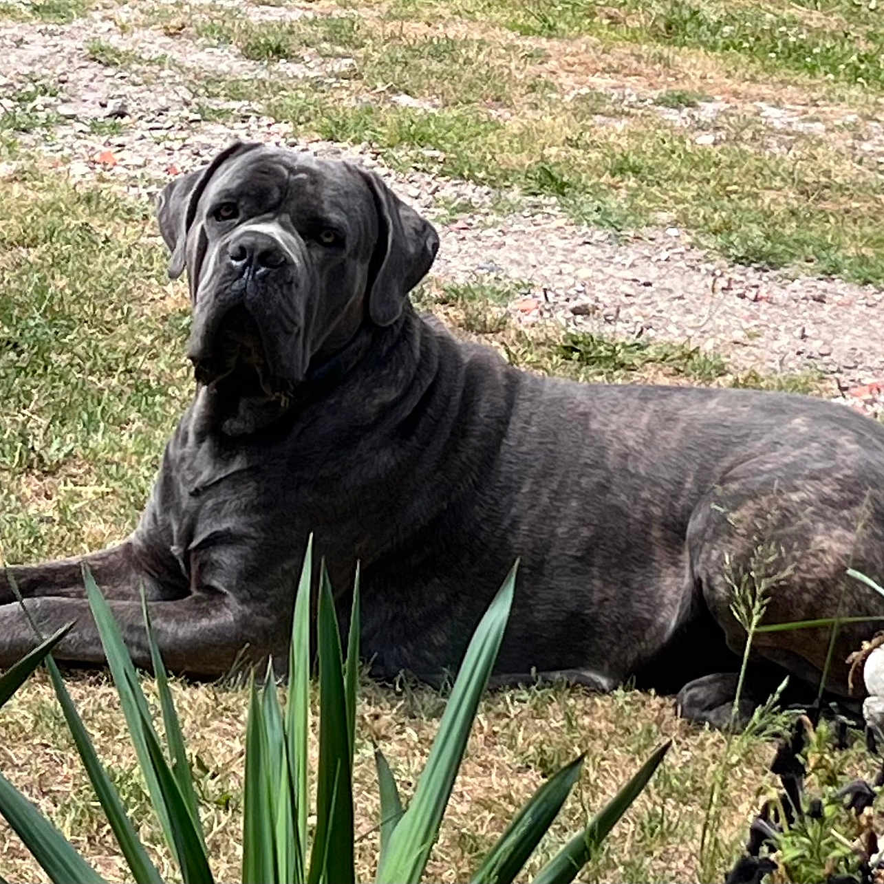 Uchacq participe au concours pour gagner de l'argent avec cette photo : animal, attentive, brindle, calm, canine, daylight, dog, fur, garden, grass, greenery, large_dog, laying_down, mammal, nature, outdoor, pet, plant, portrait, stone_planter